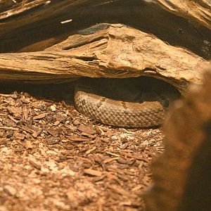 Reptile Wing - Tamaulipan Rock Rattlesnake (Crotalus morulus)