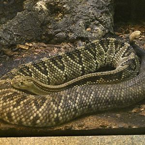 Reptile Wing - Neotropical Rattlesnake (Crotalus durissus)
