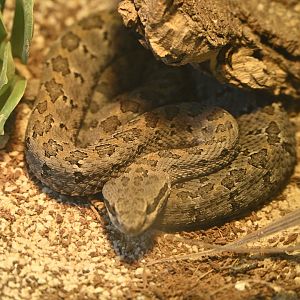 Reptile Wing - Mexican Dusky Rattlesnake (Crotalus armstrongi)
