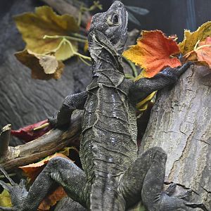 Reptile Wing - Philippine Sailfin Lizard (Hydrosaurus pustulatus)