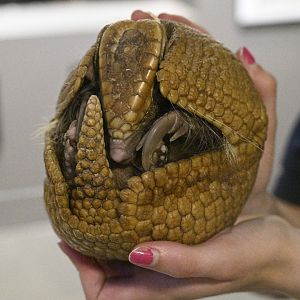 Reptile Wing - Southern Three-banded Armadillo (Tolypeutes matacus)