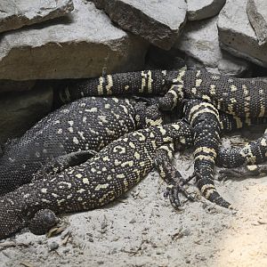Reptile Wing - A pile of Beaded Lizards (Heloderma horridum)