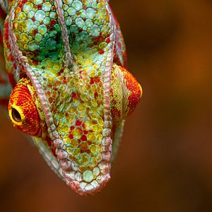 Panther chameleon