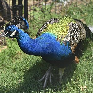 Outdoor Exhibits - Indian Peafowl (Pavo cristatus)