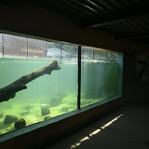 Outdoor Exhibits - North American River Otter Exhibit Underwater Viewing