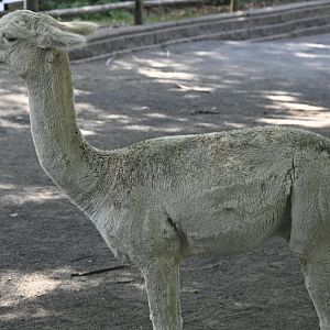 Kids Korral - Alpaca (Vicugna pacos)