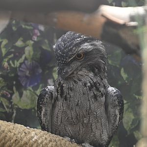 Childrens Corner - Tawny Frogmouth (Podargus strigoides)