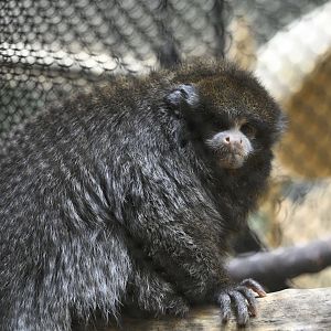 Rainforest Wing - Bolivian Gray Titi (Plecturocebus donacophilus)