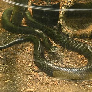Reptile Wing - Forest Cobra (Naja melanoleuca)