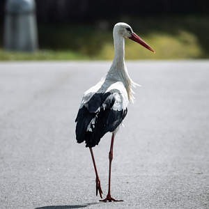 White stork