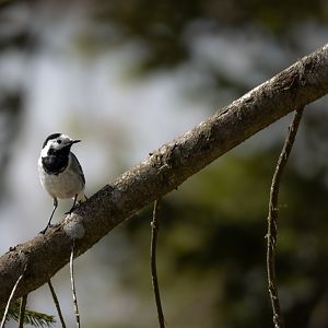 White wagtail
