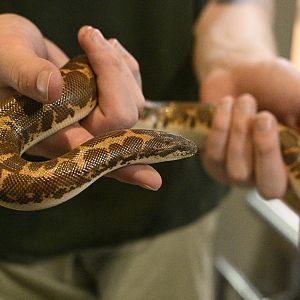 Reptile Wing - East African Sand Boa (Eryx colubrinus)