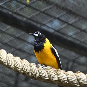 Rainforest Wing - Venezuelan Troupial (Icterus icterus)