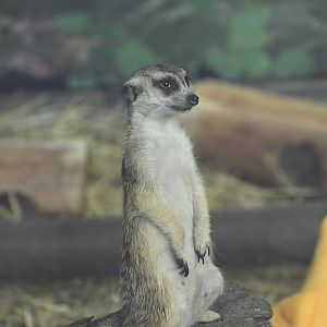 Africa Wing - Meerkat (Suricata suricatta)
