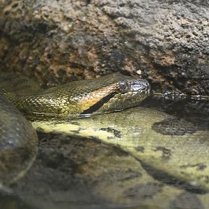 Reptile Wing - Green Anaconda (Eunectes murinus)