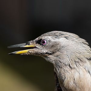 Gray-headed woodpecker