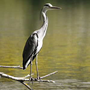 Grey heron