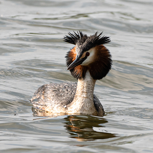 Crested grebe