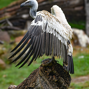 Apr. 2025 - African Savanna - Cape Vulture