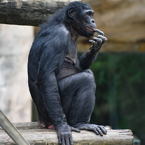 Apr. 2025 - World of Primates - Bonobo