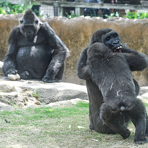 Apr. 2025 - World of Primates - Gorillas
