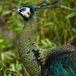 Apr. 2025 - Elephant Springs - Javan Peafowl