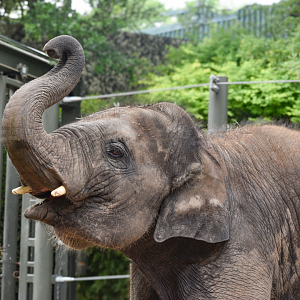 Apr. 2025 - Elephant Springs - Travis