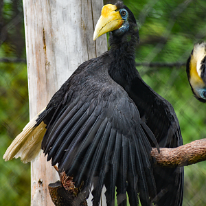 Apr. 2025 - Predators of Asia & Africa - Wrinkled Hornbill