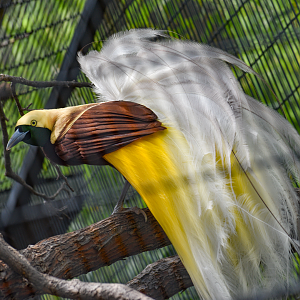 Apr. 2025 - Predators of Asia & Africa - Lesser Bird-of-Paradise