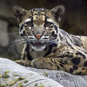 Apr. 2025 - Predators of Asia & Africa - Clouded Leopard