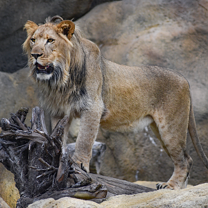 Apr. 2025 - Predators of Asia & Africa - Moja