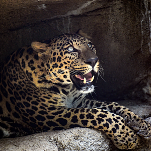 Apr. 2025 - Predators of Asia & Africa - Leopard