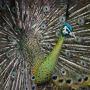 Apr. 2025 - Elephant Springs - Javan Peafowl