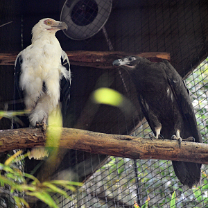 Apr. 2025 - Raptor Canyon - Palm-nut Vultures