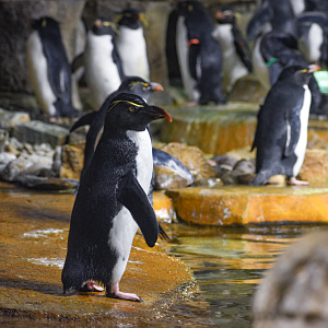 Apr. 2025 - Penguins - Southern Rockhopper Penguin