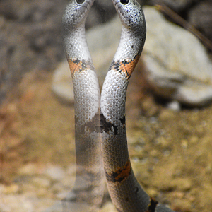 Apr. 2025 - Texas Wild! - Grey-banded Kingsnake
