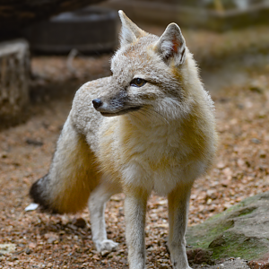 Apr. 2025 - Texas Wild! - Swift Fox