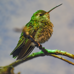 Apr. 2025 - Texas Wild! - Broad-billed Hummingbird