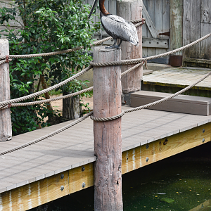 Apr. 2025 - Texas Wild! - Brown Pelican