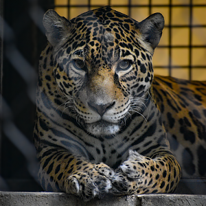 Apr. 2025 - Texas Wild! - Jaguar
