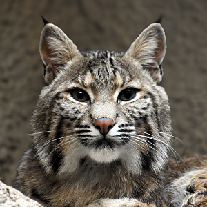 Apr. 2025 - Texas Wild! - Bobcat
