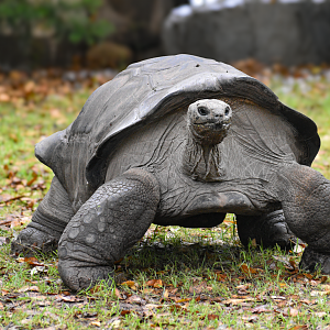 Apr. 2025 - MOLA - Aldabra Tortoise