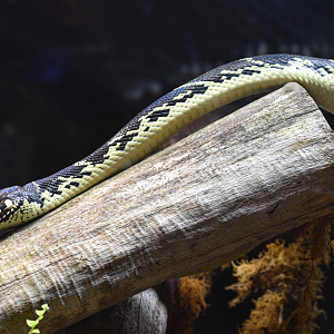 Apr. 2025 - MOLA - Boelen's Python