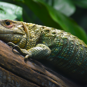 Apr. 2025 - MOLA - Caiman Lizard