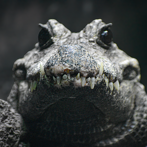 Apr. 2025 - MOLA - Dwarf Crocodile