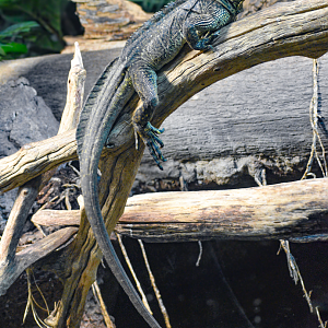 Apr. 2025 - MOLA - Philippine Sailfin Dragon