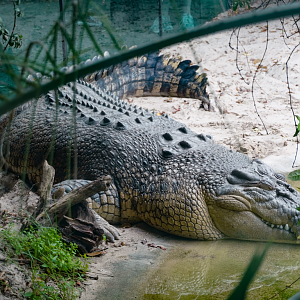 Apr. 2025 - MOLA - Saltwater Crocodile