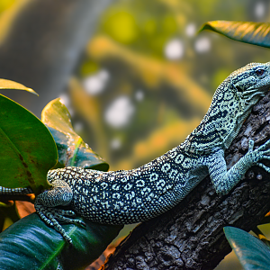 Apr. 2025 - MOLA - Yellow Tree Monitor