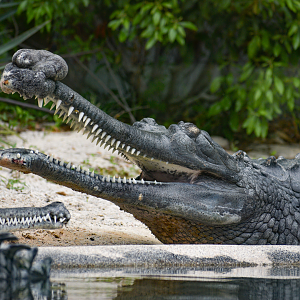 Apr. 2025 - MOLA - Gharial