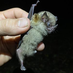 Luis’ Yellow-shouldered Bat (Sturnira luisi)